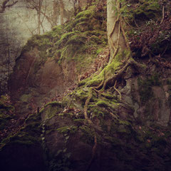 BACK IN THE WOODS