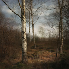 NOTES FROM THE FOREST DIARY - DAY 30