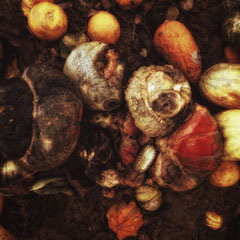 ROTTING PUMPKINS