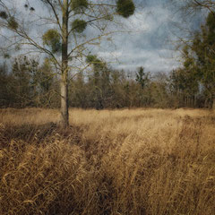 WHERE THE FOX HUNTS