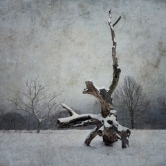 A WINTER SYMPHONY | MOVEMENT I
