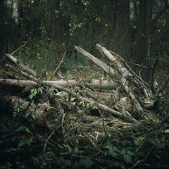 PALE WOOD