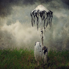 COPRINUS COMATUS I