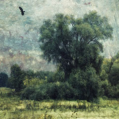 BIRD OF PREY