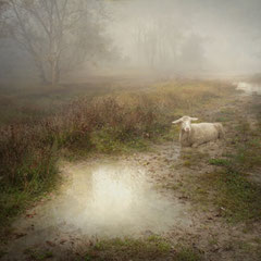 DAYS OF FOG AND WONDER XXVI