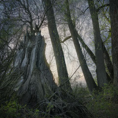 GREY DAWN