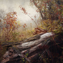 DAYS OF FOG AND WONDER IX