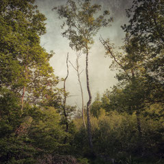 NOTES FROM THE FOREST DIARY - DAY 15