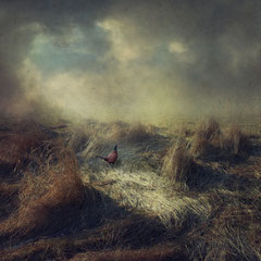 THE PHEASANT