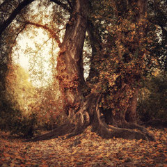 AUTUMN FIRE