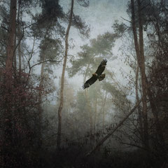 THROUGH THE WOODS