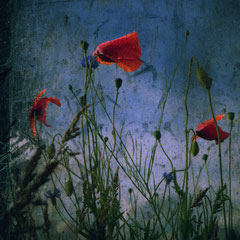 POPPIES