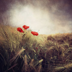 POPPY DAY #3