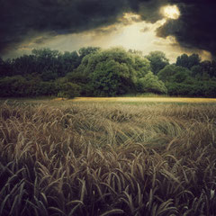 <FIELD STUDY #16