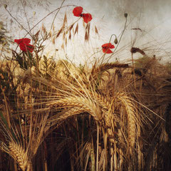 FIELD STUDY #34