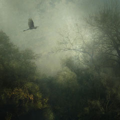 FOG OVER THE  MARSHLANDS