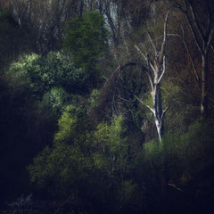 THE SKELETON TREE