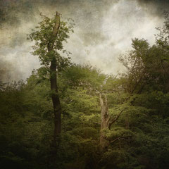 THE OAK THAT REFUSED TO DIE