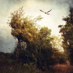 HOVERING