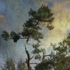 AFTERNOON SKY