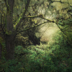 ALLUVIAL FOREST
