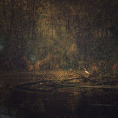 THE GREAT EGRET