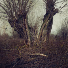 THE SURVIVORS
