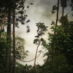 PINE TREE MORNING II