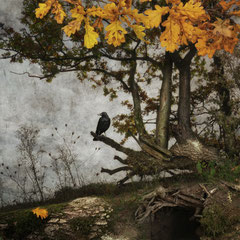 BLACK WINGED MESSENGER | PART VI