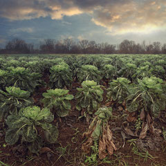 BRUSSELS SPROUTS