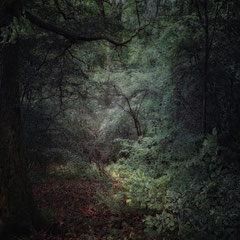 AS I WENT DEEPER INTO THE FOREST