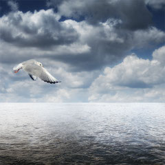 IN FLIGHT