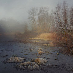 MORNING MIST OVER THE SWAMP
