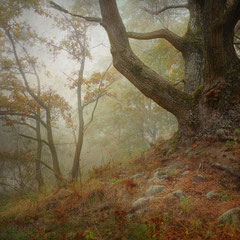 <span style="font-family: Ubuntu Condensed; letter-spacing:0.3em;">AUTUMN MEMORY</span><br>