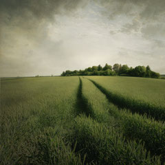 FIELD STUDY #38