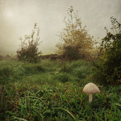 DAYS OF FOG AND WONDER XVIII