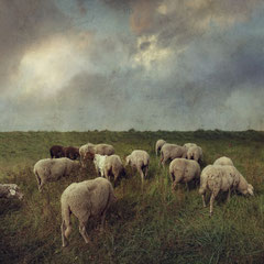 SHEEP