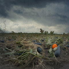 THE PUMPKIN FIELD