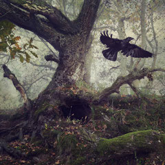 BLACK WINGED MESSENGER | PART VII