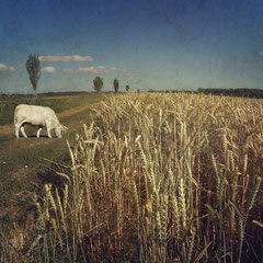 COW & FIELD
