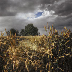WHEAT FIELD