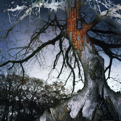 WINTER'S TALE