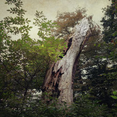 THE OLD FOREST IV