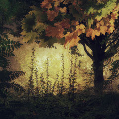 ALL IN THE GOLDEN AFTERNOON