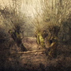 WILLOW WOOD