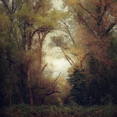 AUTUMN RHAPSODY II