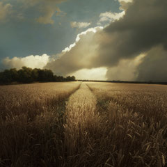 FIELD STUDY #13