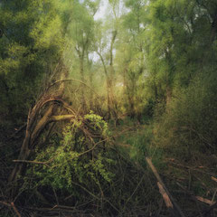 THE GREEN INCIDENT