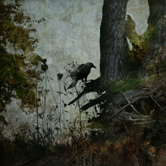 BLACK WINGED MESSENGER | PART II