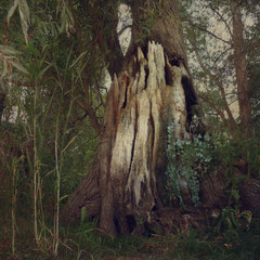 LITTLE JUNGLE